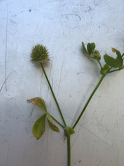 Trifolium microcephalum