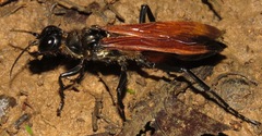 Dynatus nigripes