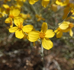 Psilostrophe cooperi