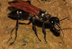 Dynatus nigripes