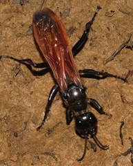 Dynatus nigripes