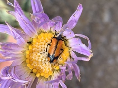 Eupompha elegans