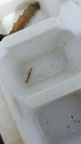 Polycentropodidae