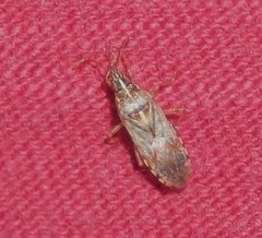 Belonochilus numenius