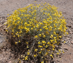 Psilostrophe cooperi