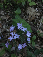 Phlox divaricata divaricata