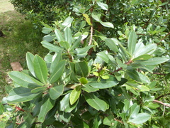 Escallonia discolor