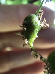 Callirhytis congregata