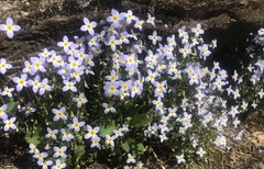Houstonia caerulea