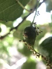 Callirhytis congregata