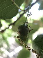 Callirhytis congregata