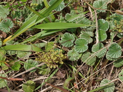 Alchemilla orbiculata