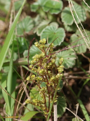 Alchemilla orbiculata