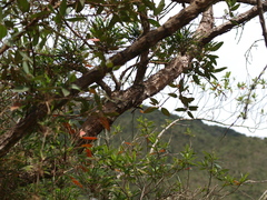 Andesanthus lepidotus