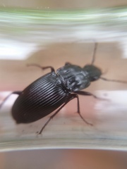 Dicaelus politus