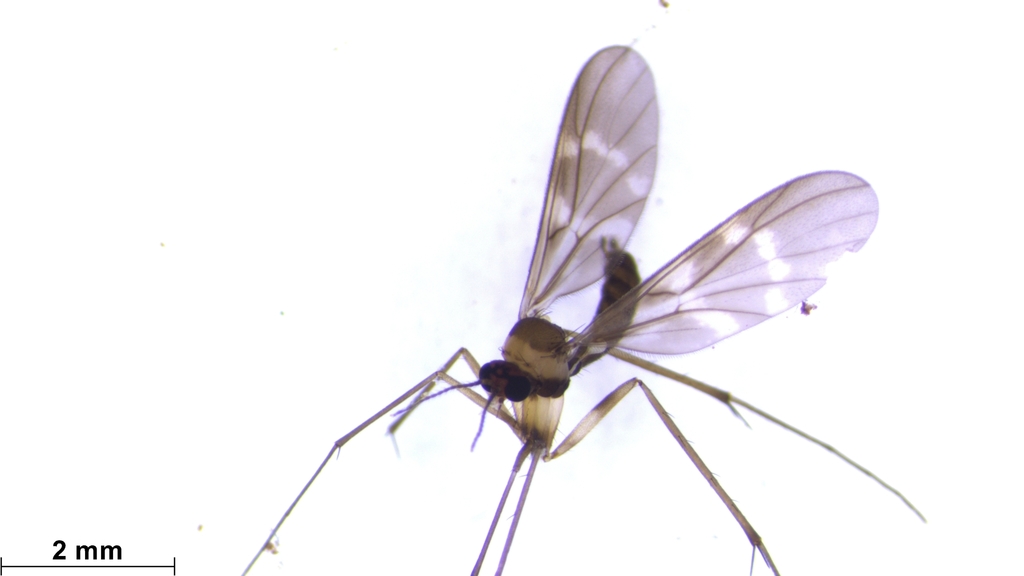 Nervijuncta nigrescens