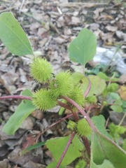 Xanthium cavanillesii