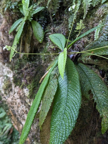 Resia nimbicola ssp. nemoralis