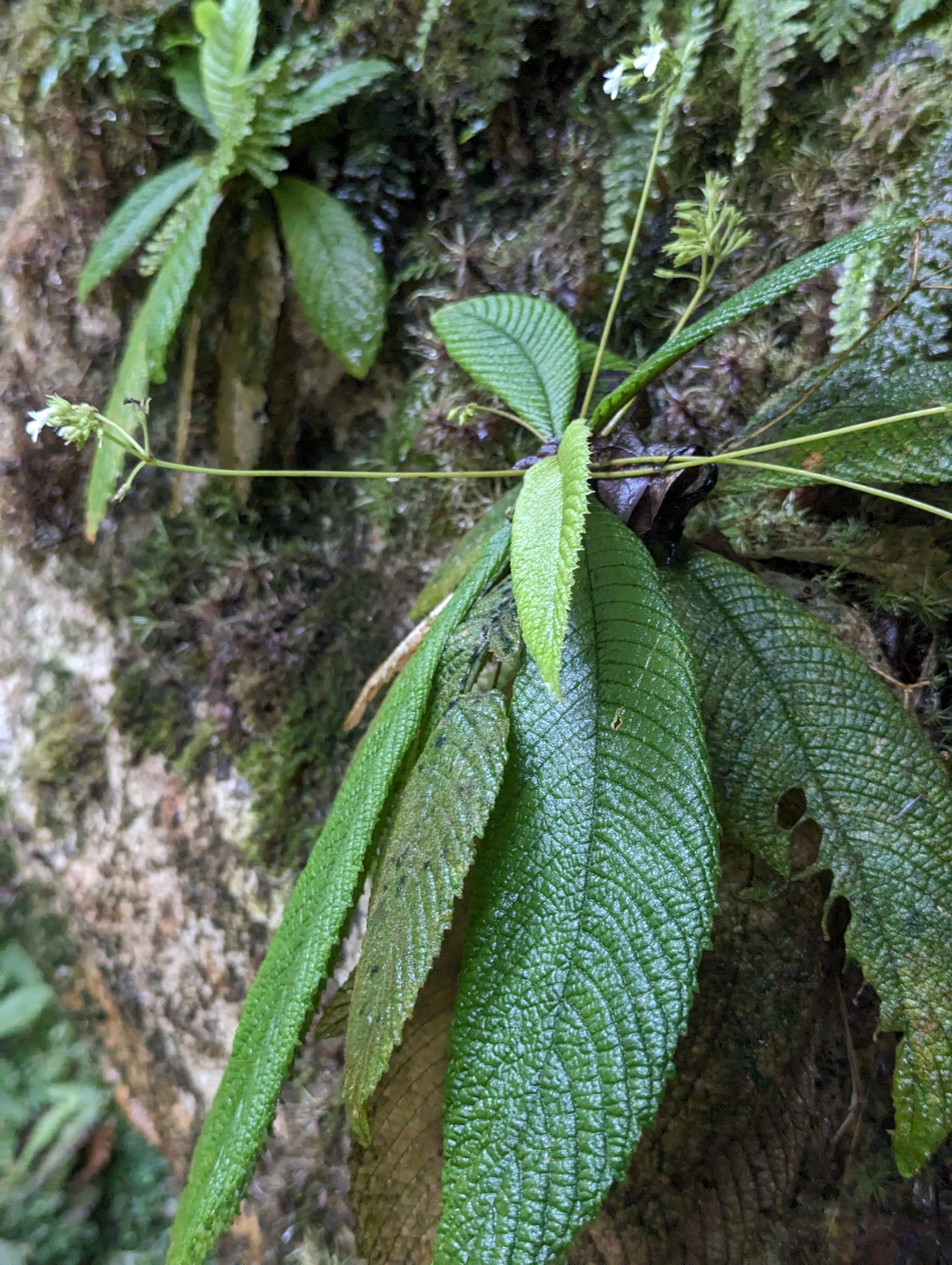 Resia nimbicola ssp. nemoralis