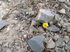 Thymophylla micropoides