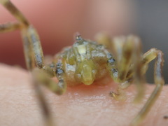 Ammothea hilgendorfi