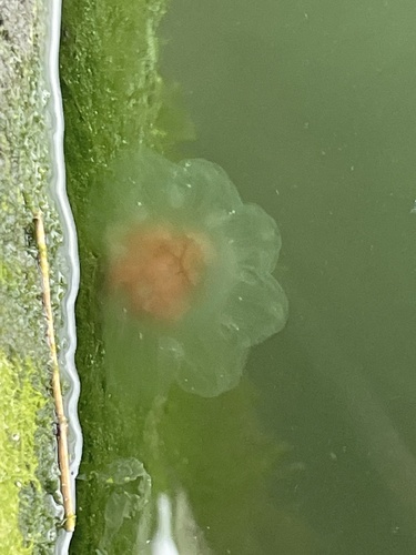 Atlantic Lion's Mane Jelly photographed in Connecticut