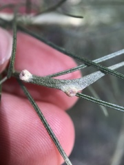 Aceria paracalifornica
