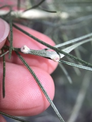 Aceria paracalifornica
