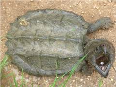 Macrochelys temminckii