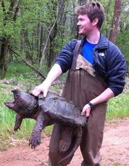 Macrochelys temminckii