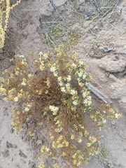 Thymophylla concinna