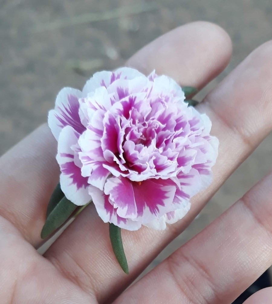 Portulaca grandiflora