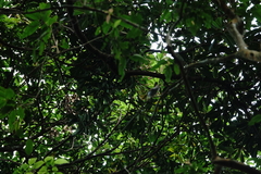 Erpornis zantholeuca