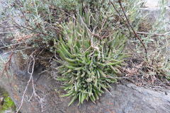 Dudleya attenuata