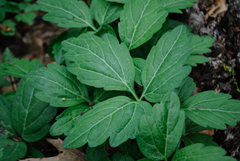 Cardamine diphylla