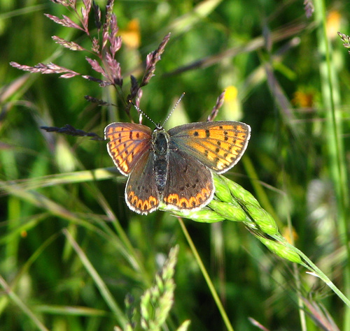 Tamsusis Auksinukas nuotrauka