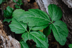 Cardamine diphylla