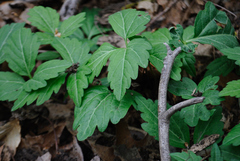 Cardamine diphylla