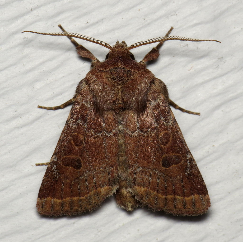 Trichopolia oviduca