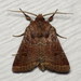 Ruddy Quaker Moth - Photo (c) Nick Block, some rights reserved (CC BY), uploaded by Nick Block
