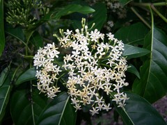 Tarenna sambucina