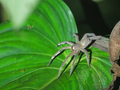 Phoneutria boliviensis