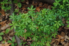 Eleutherococcus sieboldianus