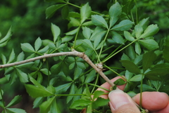 Eleutherococcus sieboldianus