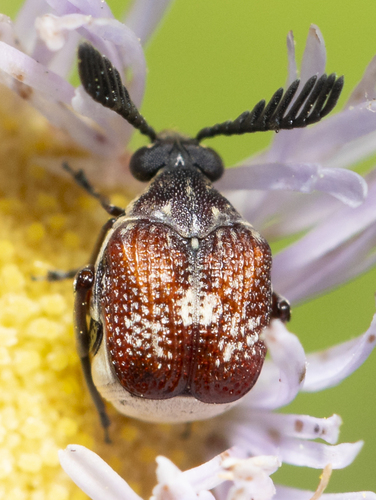 Megacerus coryphae