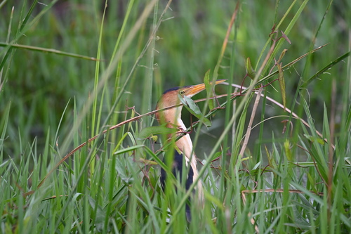 Least Bittern photographed in Louisiana