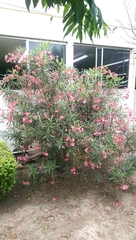 Nerium oleander