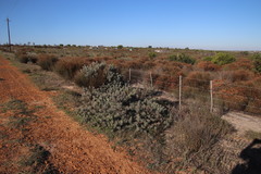 Leucospermum tomentosum