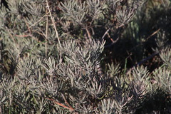 Leucospermum tomentosum