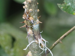 Pterodictya reticularis